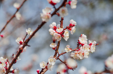 cherry blossom on blue sky