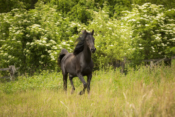 Magere Vollblut Araber Stute