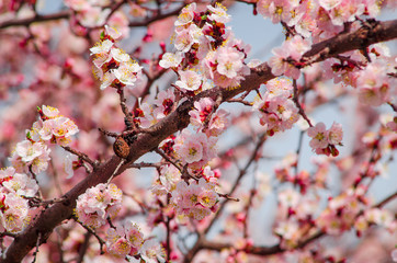 cherry blossom on blue sky