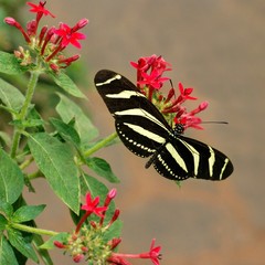 Butterfly on flower. Butterfly in tropical garden.  