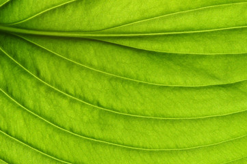  green leaf texture