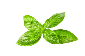 Sweet basil leaves on white background