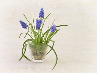 Spring flowers, blue muscari in vase.