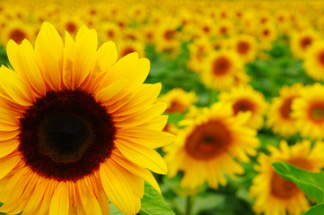  Close up of sunflower