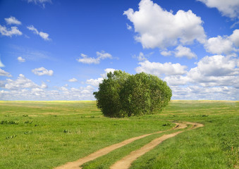 Beautiful summer landscape.