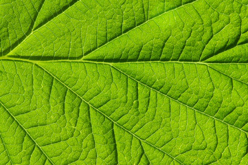  green leaf texture
