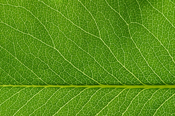  green leaf texture
