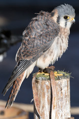Azor ahuecando las plumas. / animal 3457