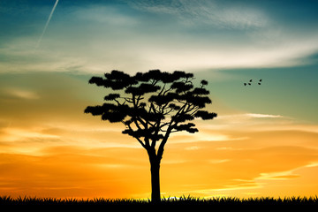 Fototapeta na wymiar the tree of life at sunset