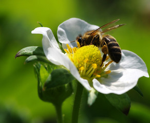 Bee on the flower