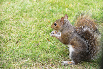 Beautiful Grey Squirrel Eating Nut, Close-up