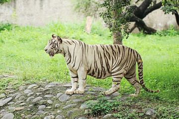 white tiger 
