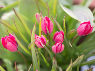 Obraz premium Group of miniature red tulips just opening into bloom.