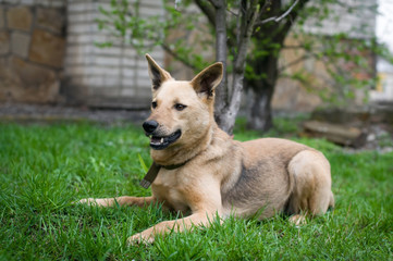 Mixed breed dog portrait outdoor
