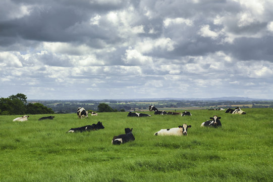 Cows in Brittany (France)