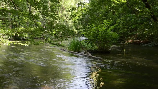 Wuerm River landscape. white water-crowfoot on Wuerm River and forest of Beech tries (Bavaria, Germany). 