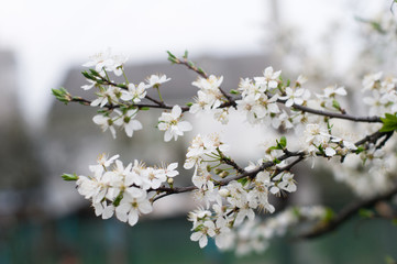 Blooming tree branch