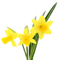 Three yellow narcissus.