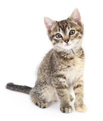 Kitten on a white background