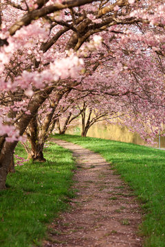 Bl&uuml;hende Kirschb&auml;ume im Fr&uuml;hling