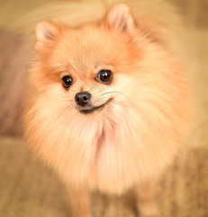 Obraz premium Cute Pomeranian Spitz dog puppy sitting at home portrait.