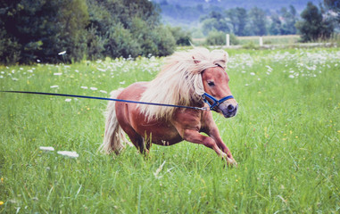 Pony horse on a leash is galloping on the meadow