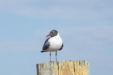 Seagull on a post with blue sky background
