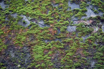 Green moss growing on ancient stone wall texture