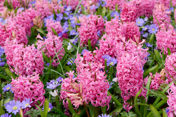 hyacinth and anemone in the nature