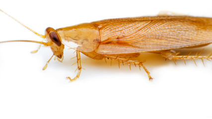 cockroach
