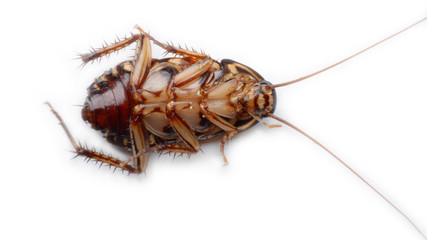 cockroach
