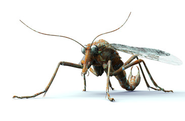 digital safety concept computer bug isolated on white, 3D illust