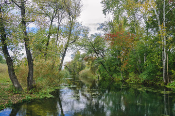 Fototapeta na wymiar The river among the trees in autumn