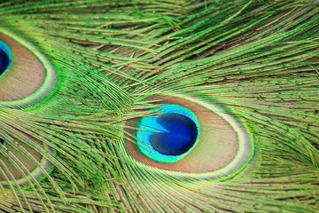 Obraz premium Peacock tail fragment.