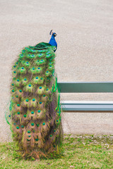 Obraz premium Long, beautiful tail! Image of a male peacock sitting on a bench outdoors.