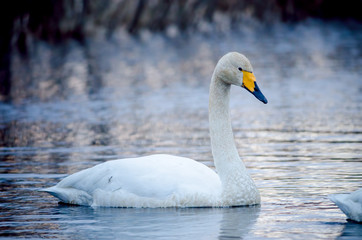 Obraz premium Whooper swan (Cygnus cygnus), Lake Hornborga, Sweden