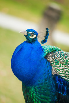Portrait image of a male peacock.
