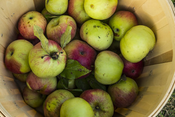 Fresh harvest of apples