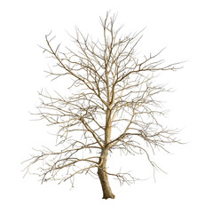 Isolated tree with no leaves on white background