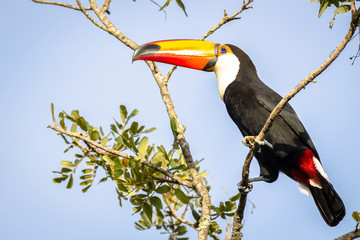 Toco Toucan resting on branch