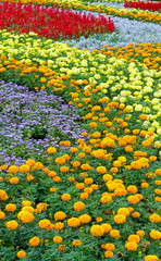 Summer colorful flowerbed.