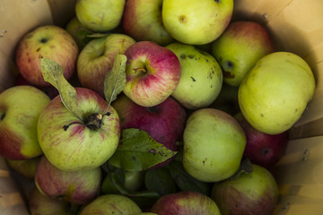 Fresh harvest of apples