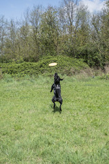 Black Labrador Retriever playing with frisbee and balls in the open air