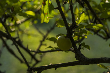 Apple Tree in Fall Sunlight