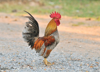 A brightly colored cockerel in a field in springtime