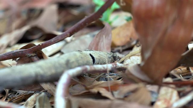 A calotes versicolor lizard - also called bloodsucker, forest lizard, garden lizard agama found in the forest in Mai Khao, Phuket, Thailand.
