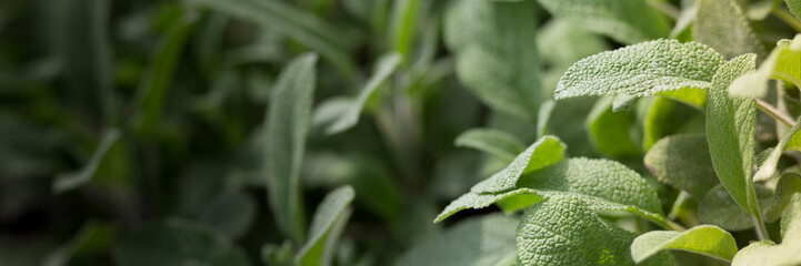 Sage plant in the garden