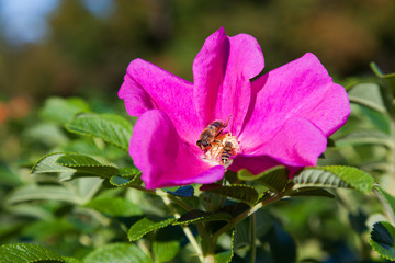 Fototapeta premium Bees collect pollen in the flowers of wild rose. Natural summer background with insects.