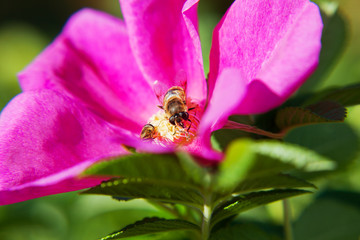 Bees collect pollen in the flowers of wild rose. Natural summer background with insects.