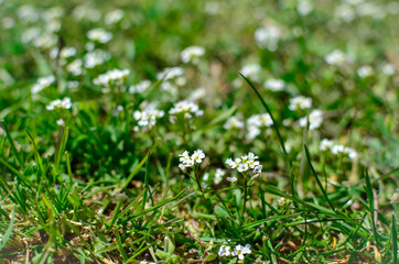 White wildflowers close-up